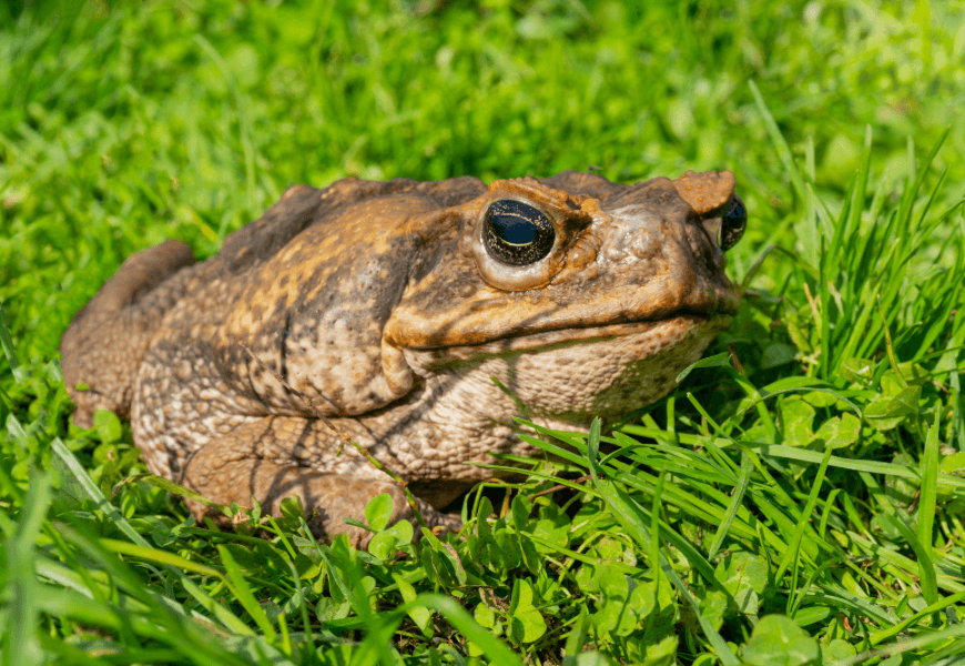 CWC Toad Bust Nights: Hands-On Cane Toad Removal in The Caves, Queensland
