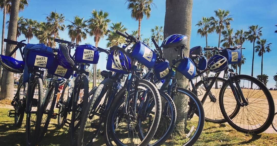 Row of rental bikes lined by palm trees on sunny LA beach