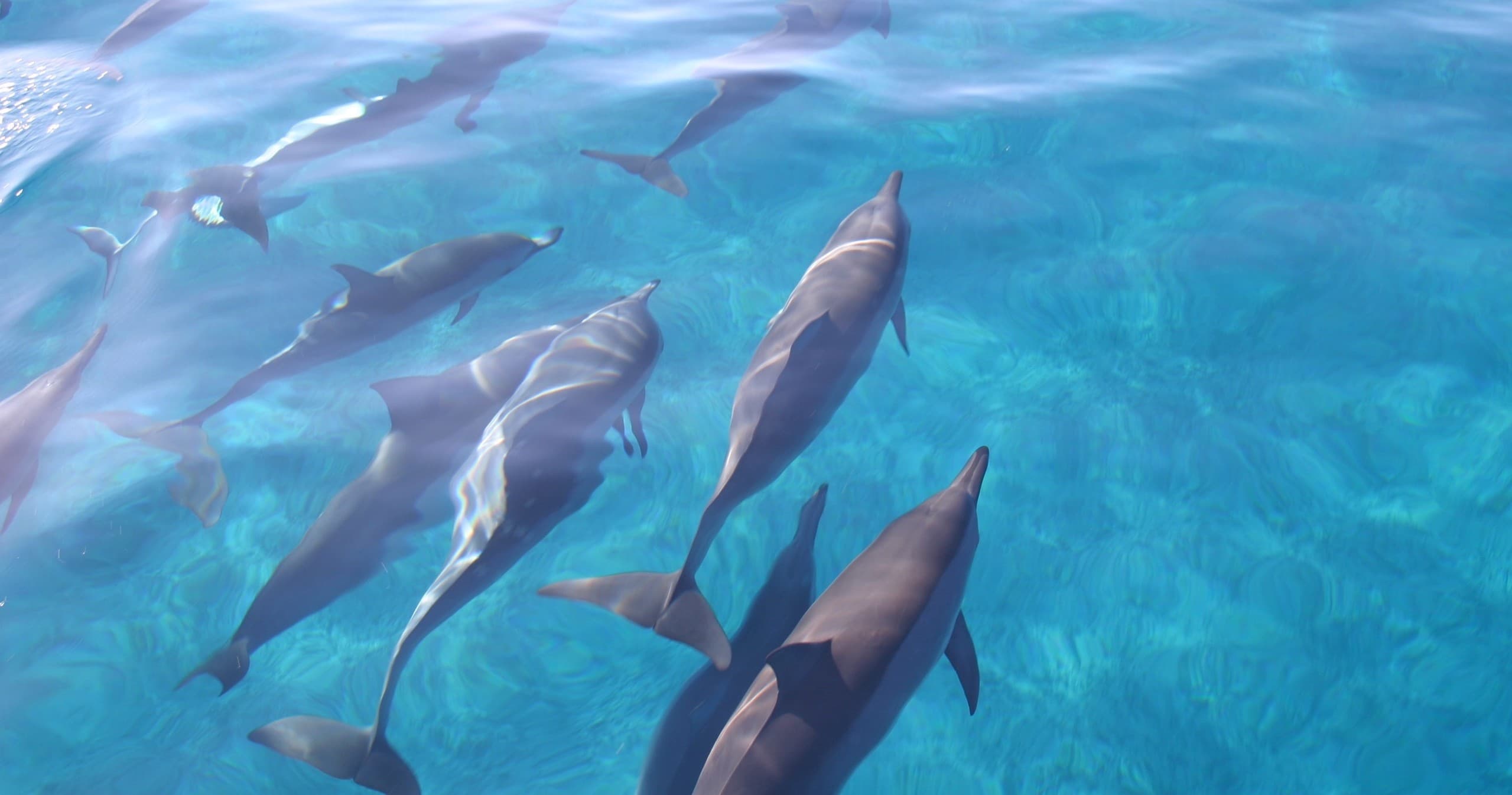 Dolphins and You: Kayak & Snorkel in Waianae, Hawaii