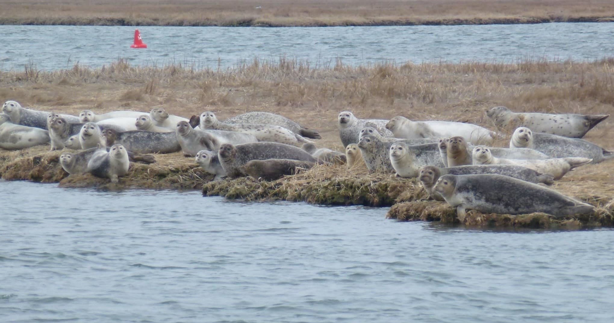 Seals hauled out on tidal flats near marshy shoreline wildlife viewing