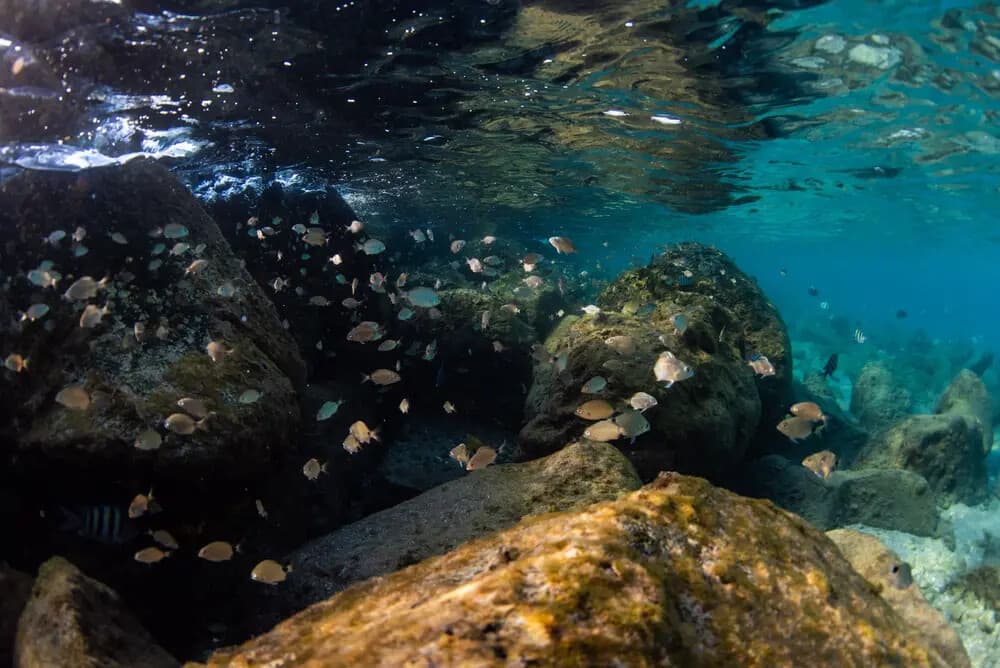 Hidden Reefs: Small-Boat Snorkel Tours Off Riviera Beach, FL photo 3