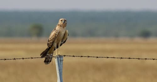 Sunset Wildlife Safari at Roebuck Plains: Discover Western Australia’s Untamed Beauty