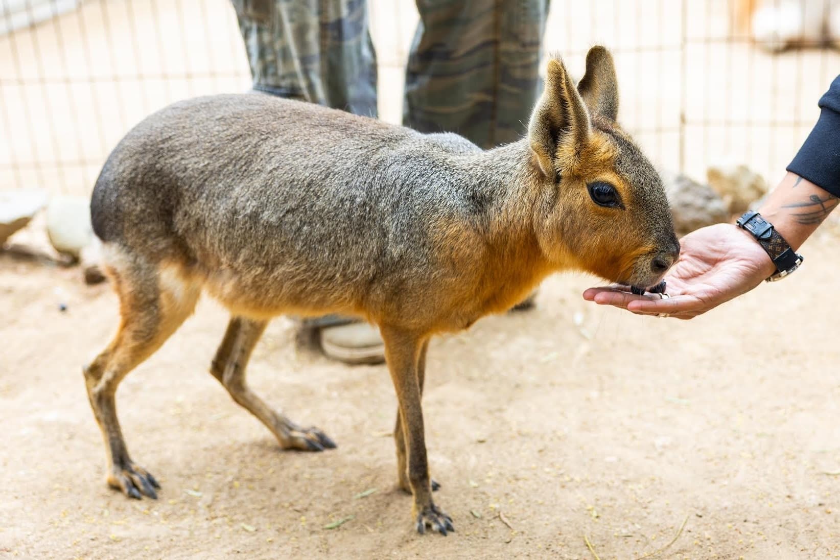 Person hand-feeding Patagonian mara at outdoor animal enclosure