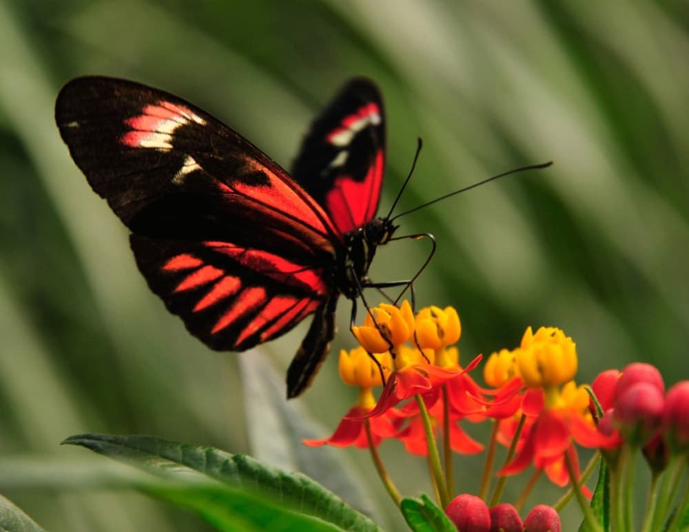 Wildlife & Nature Tour at Alaris Schmetterlingspark