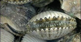 Water Activities & Fishing: Wicked Game Charters' Scalloping Experience in Florida