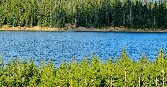 Lake shoreline with pine trees and calm blue water, scenic vista