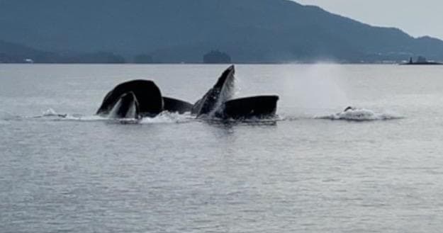 Wildlife & Whale Watching Quest