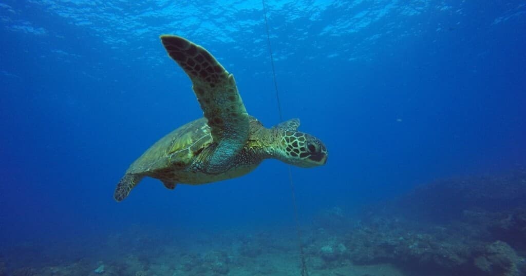Non-Certified Shore Dive in Koloa with Makana O Kauai