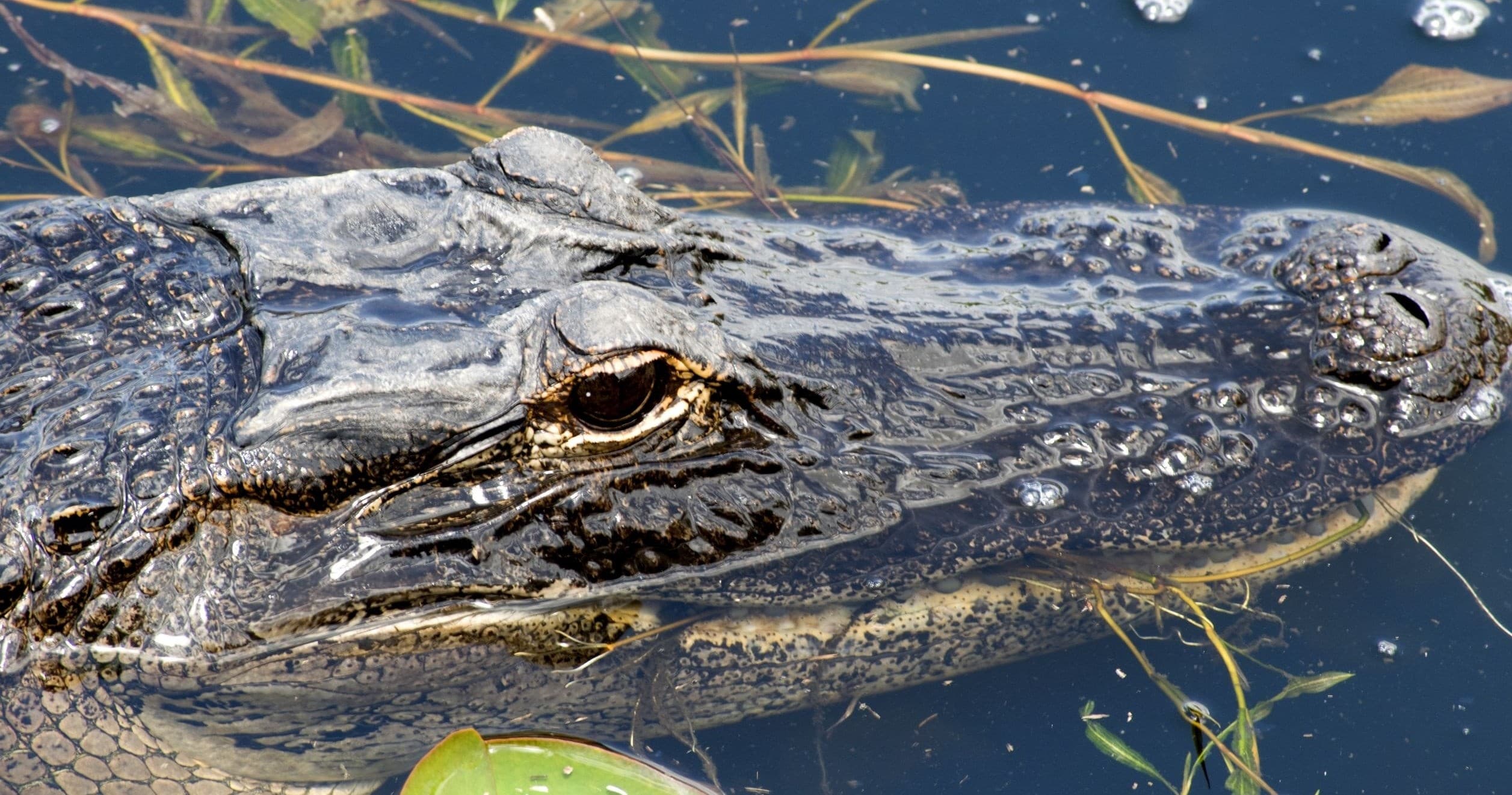 American alligator resting at water surface in Everglades marsh