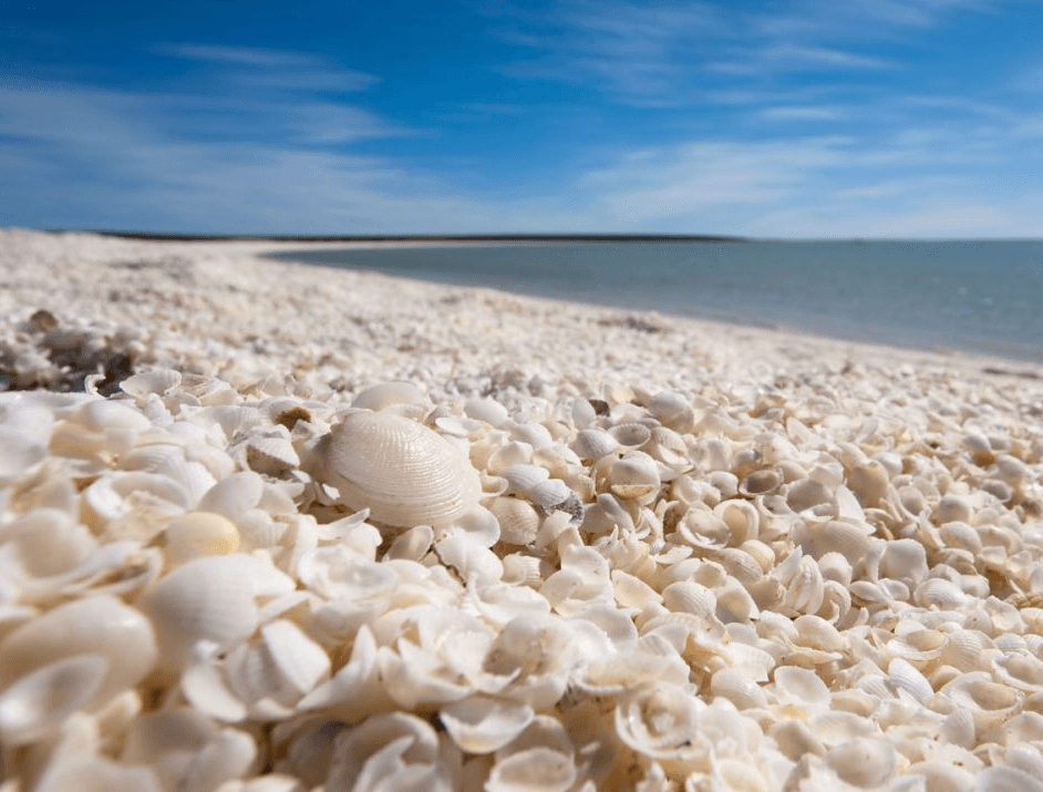 Hamelin Pool 4WD Adventure with Wula Gura Nyinda