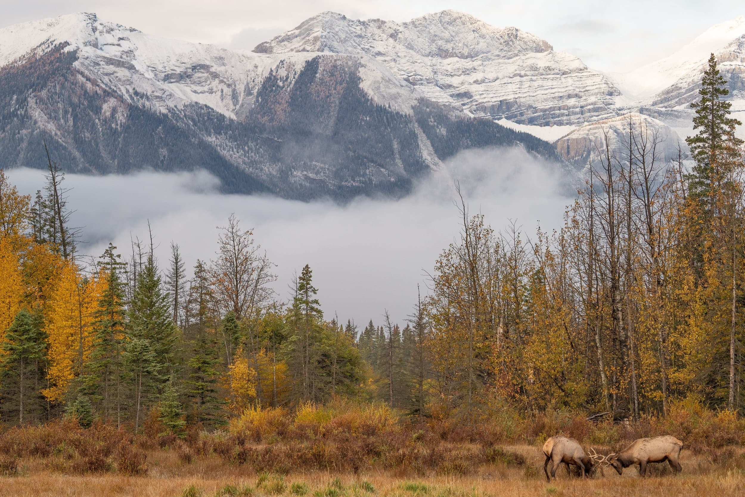 Private Photography Tours in Banff National Park: Capture Turquoise Lakes & Wildlife photo 2