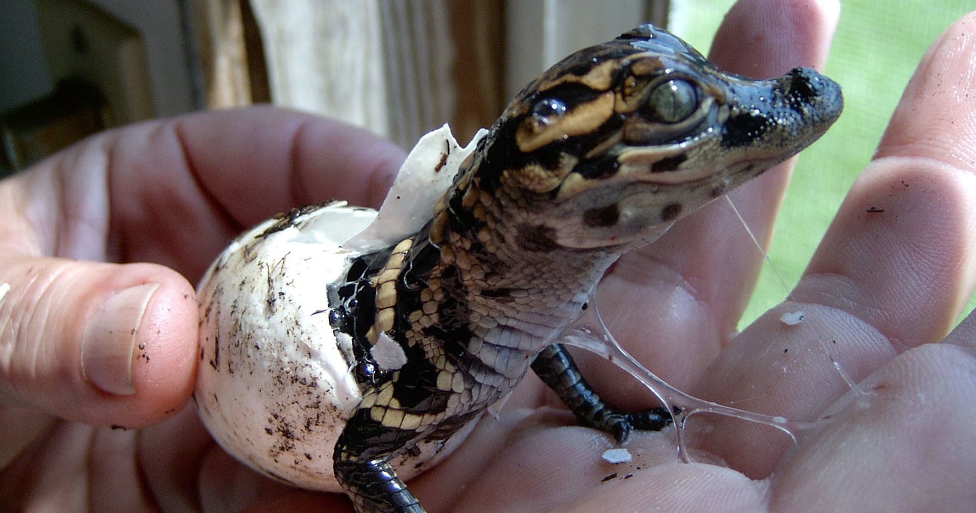 Wildlife Nature & Insta-Gator Ranch Hatchery Adventure
