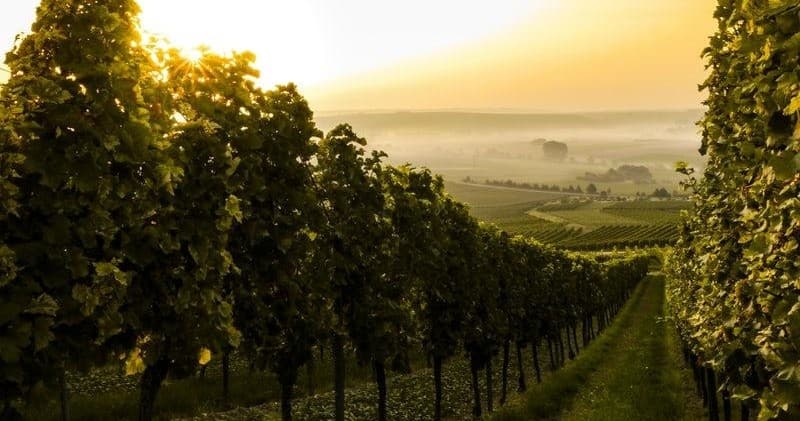 Rolling vineyard rows at sunrise, panoramic wine country landscape