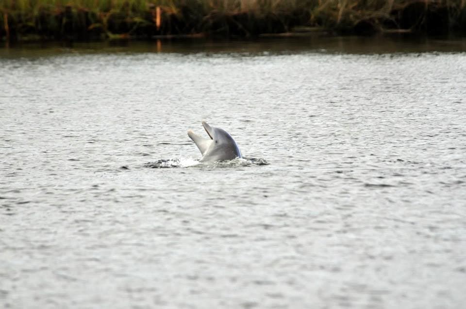 River Safari Wildlife Tour by See Crystal River in Florida