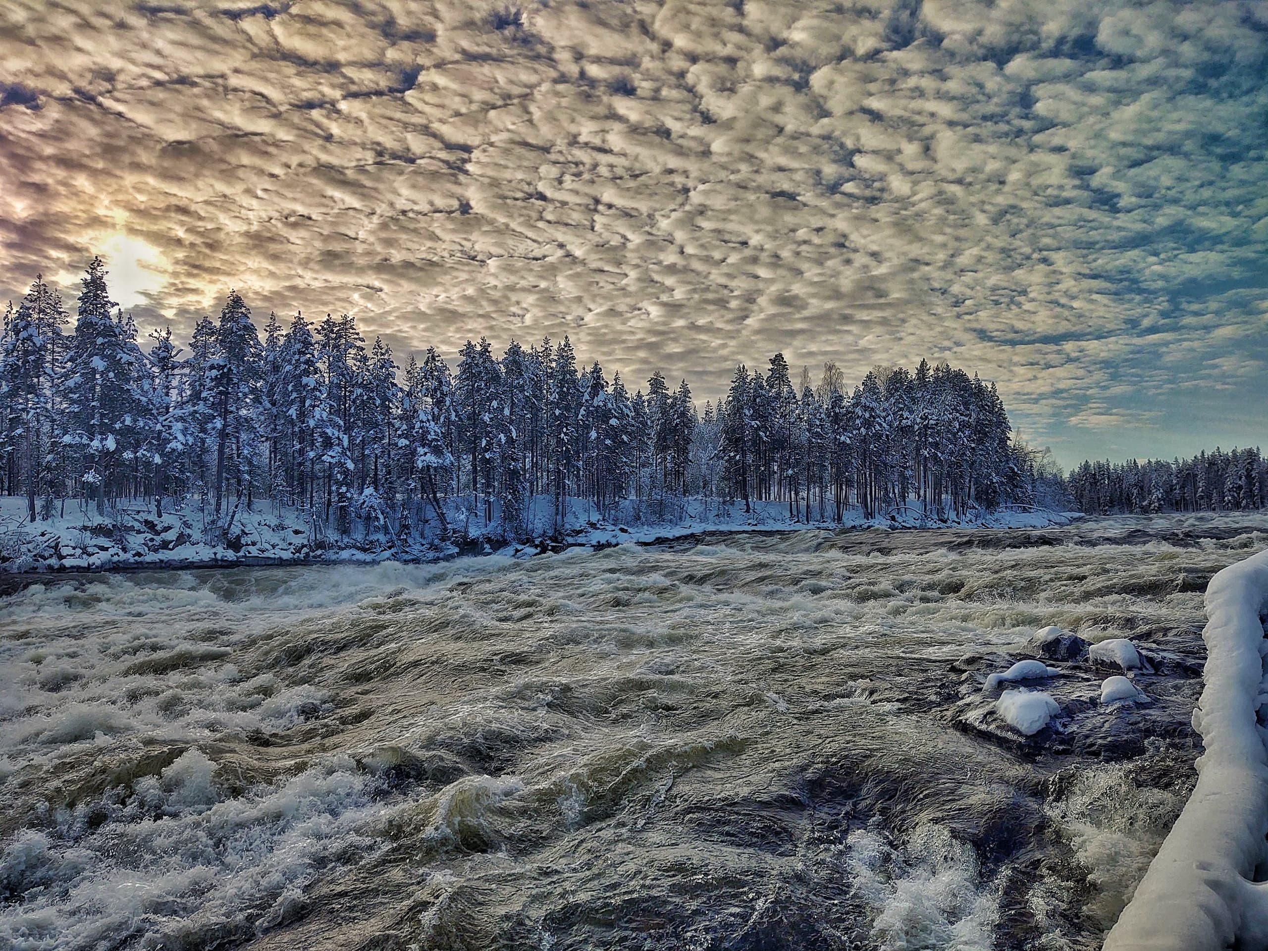 Whitewater river rapids flowing past snow-covered forest in winter landscape