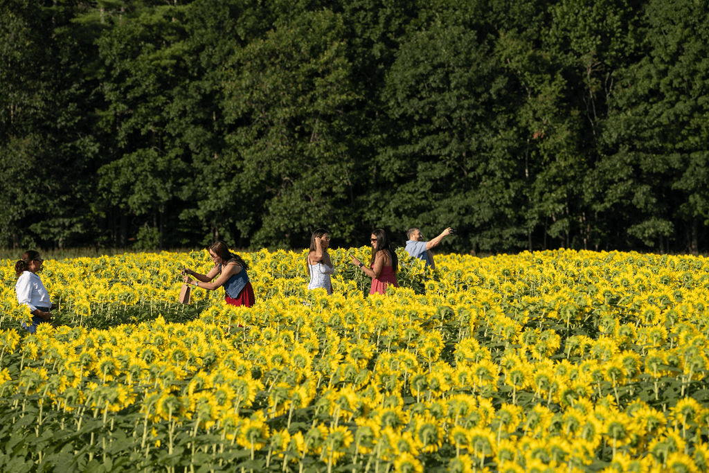Sunflower Festival 2025 at Coppal House Farm, Lee NH