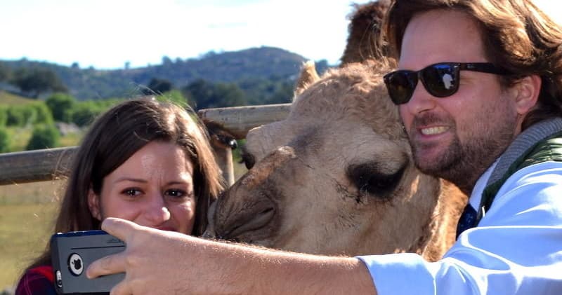 Private Camel Encounter at Oasis Camel Dairy in Ramona