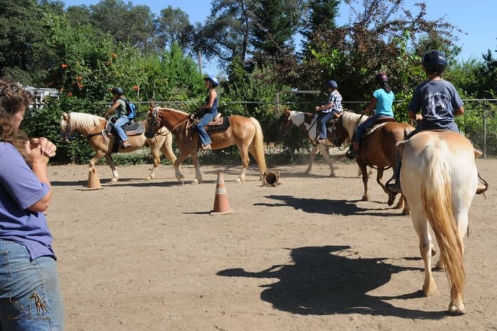 California Haflingers fleet