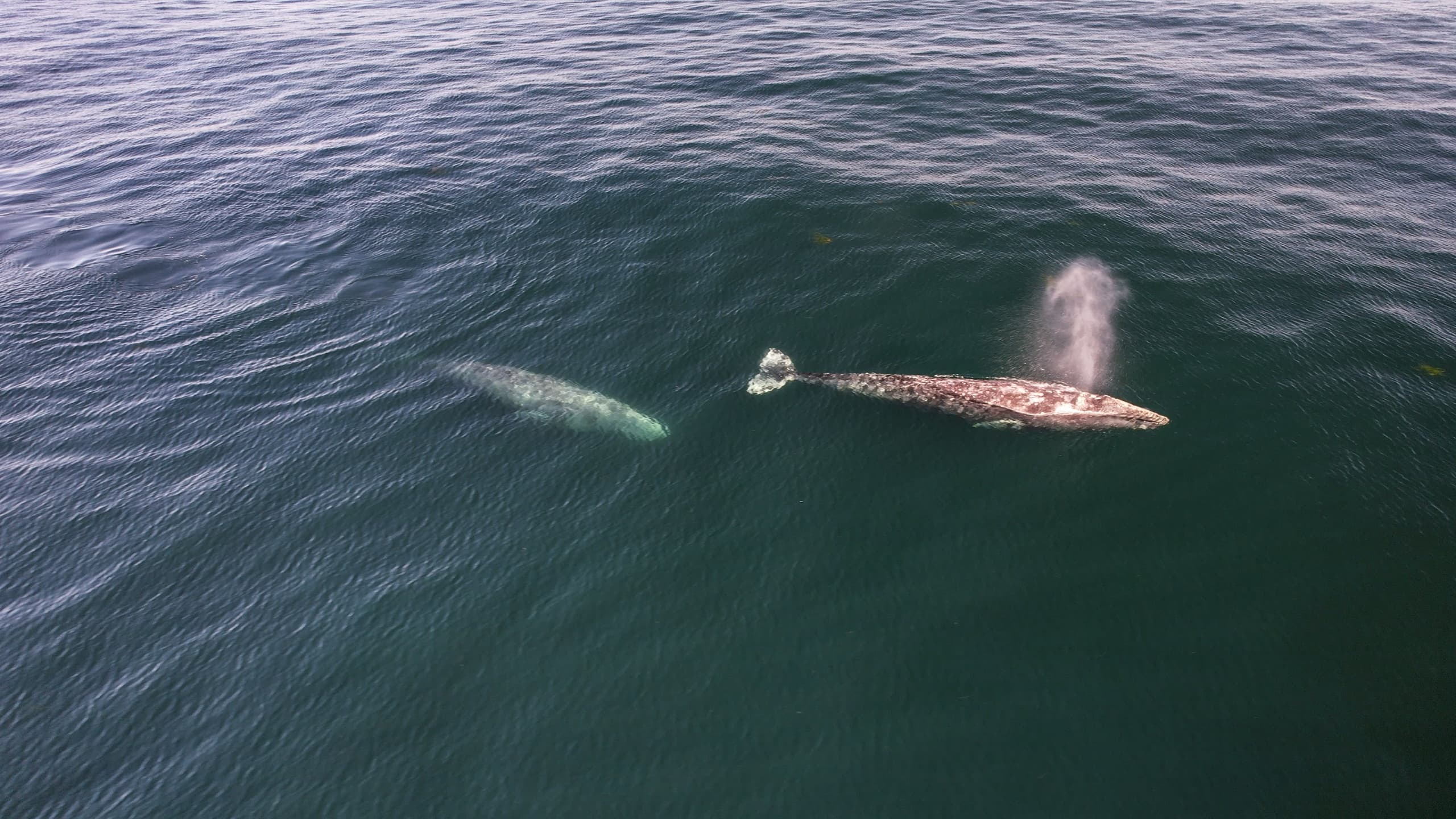 San Diego Whale Watching Adventure with Just Get Wet