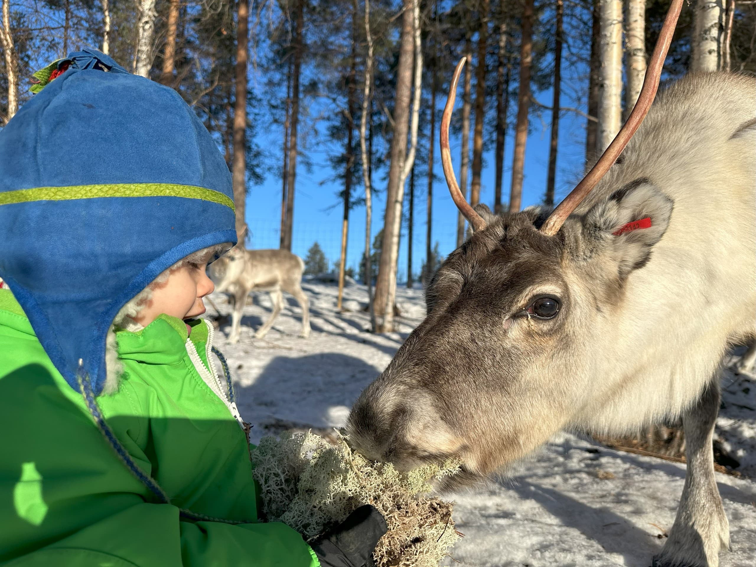 Feed Reindeer at Skabram: Sámi Culture & Arctic Forest Experience in Jokkmokk photo 1