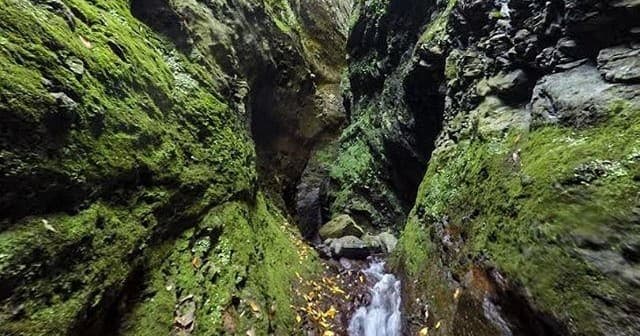 Moss-covered narrow gorge with flowing stream in Madeira