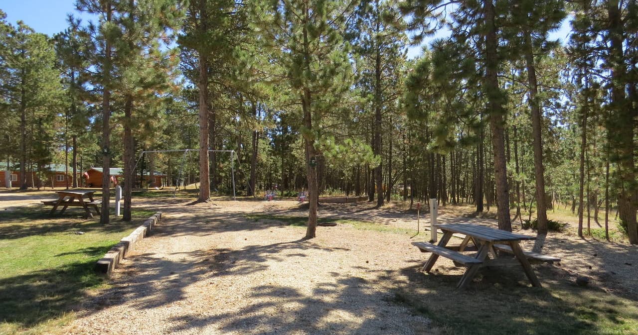 Sunlit pine campground road with open sky for outdoor adventures