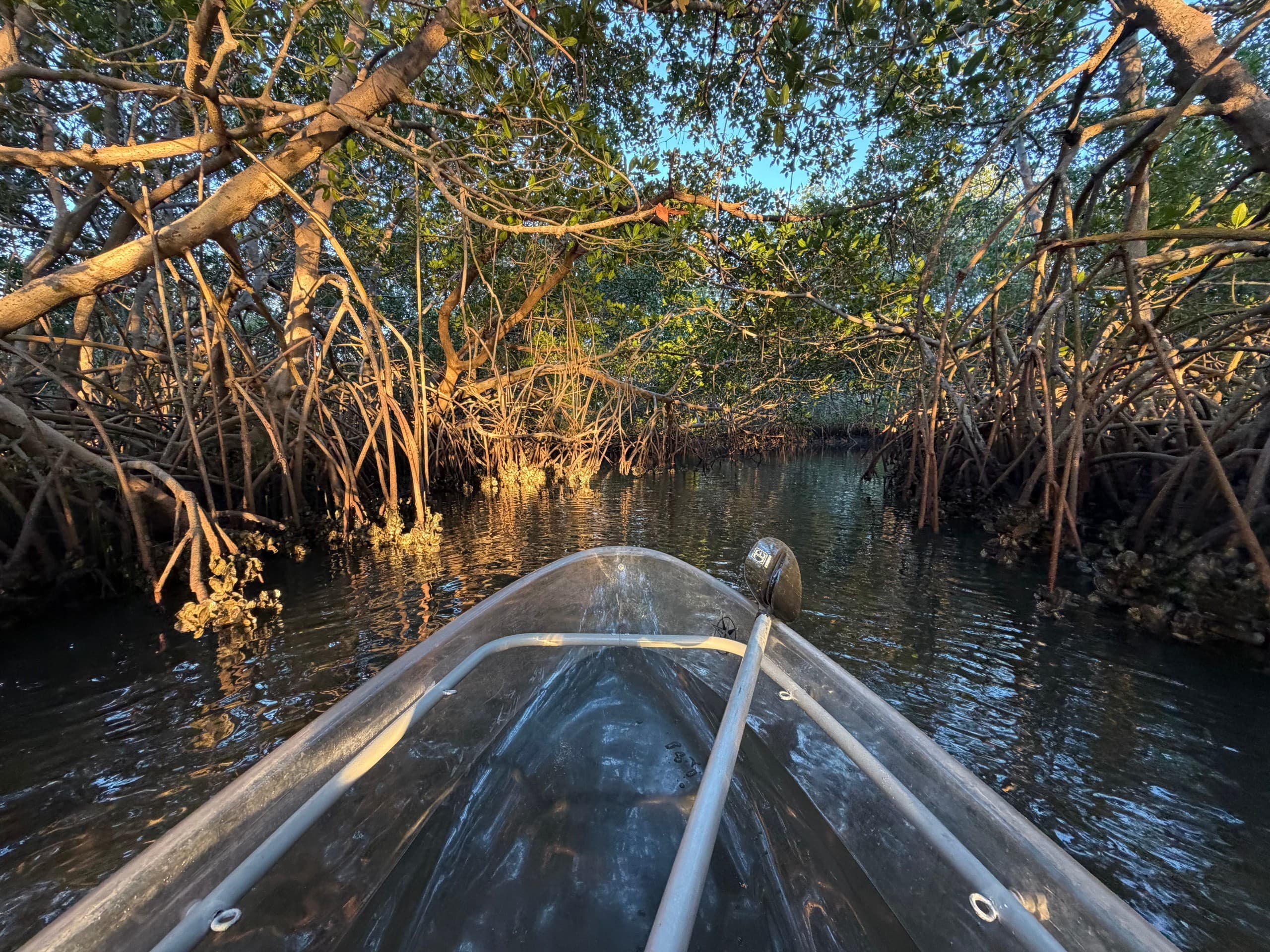 Sunset Clear-Kayak Through Cooper’s Bayou — Clearwater Mangrove Tunnel & Stingray Tour photo 4