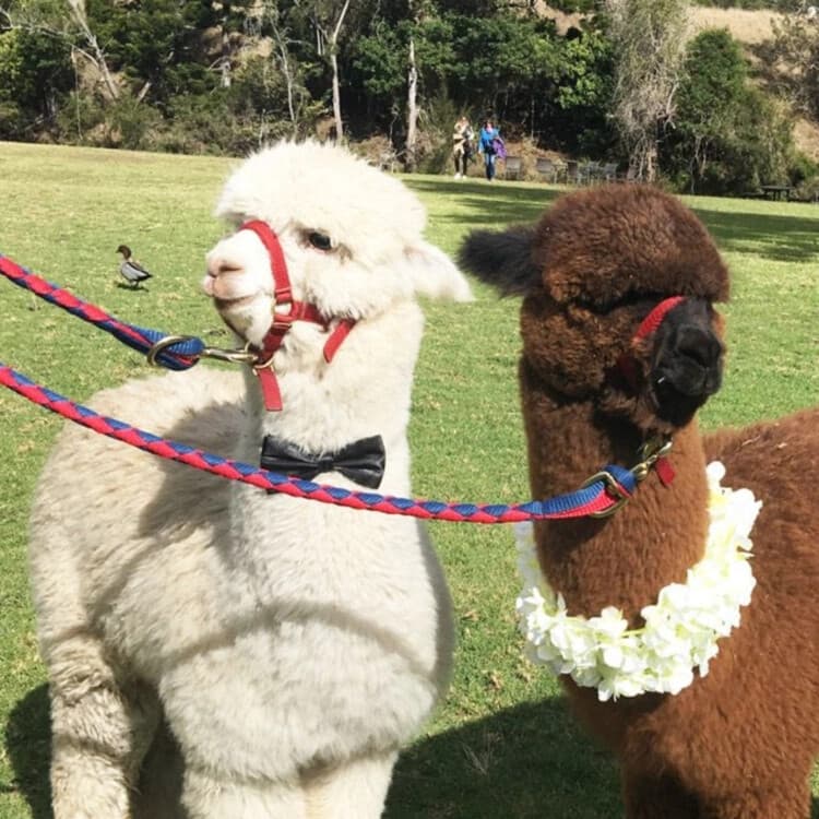 O’Reilly National Park & Tamborine Mountain: Canopy Walks, Alpacas and Wineries from Brisbane