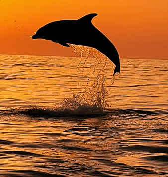 Dolphin Excursion with Alcudia Cruise Boat Trip in Mallorca
