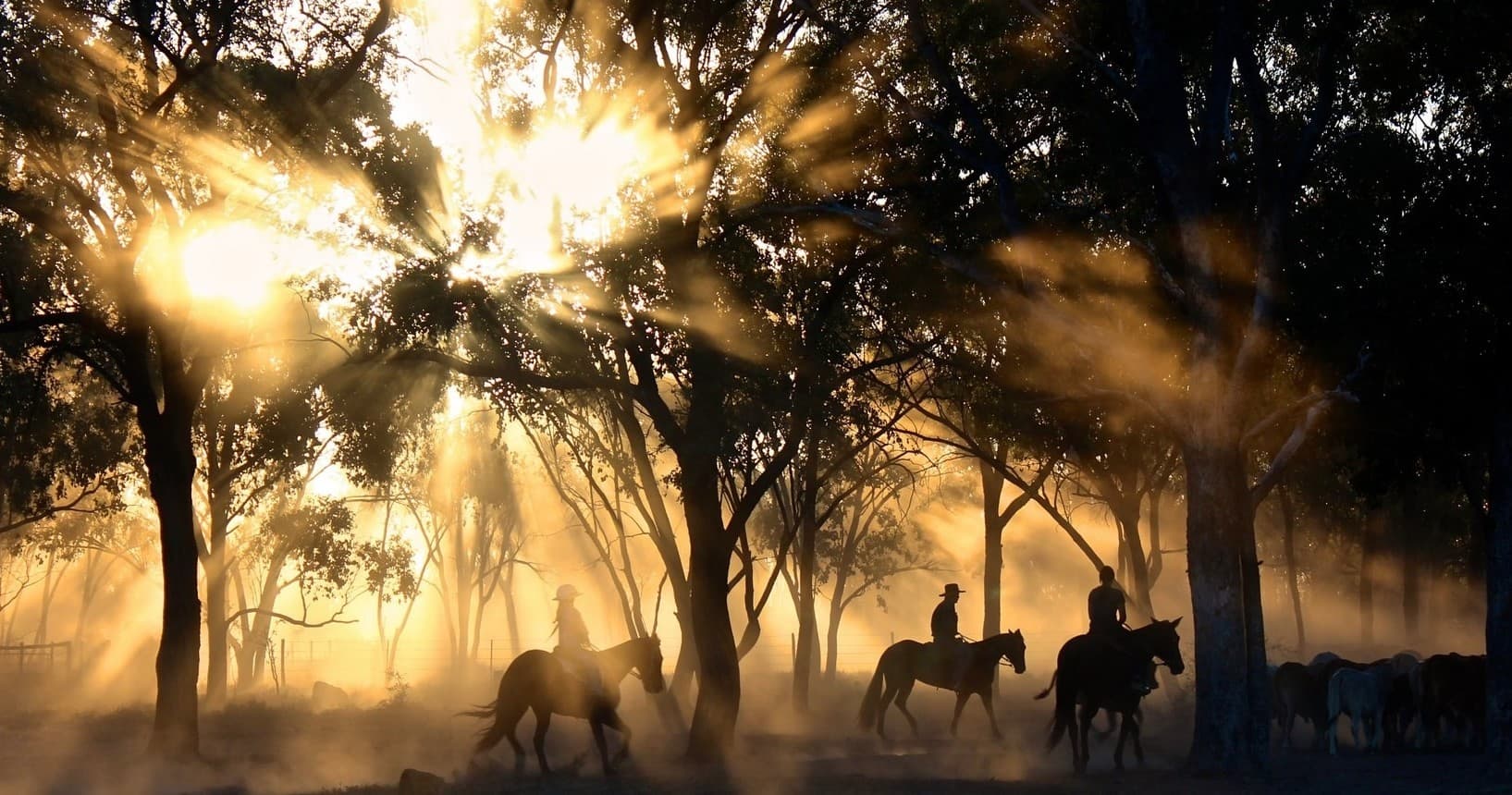 Horseback Vineyard Ride & Wine at Bartholomew Estate, Sonoma