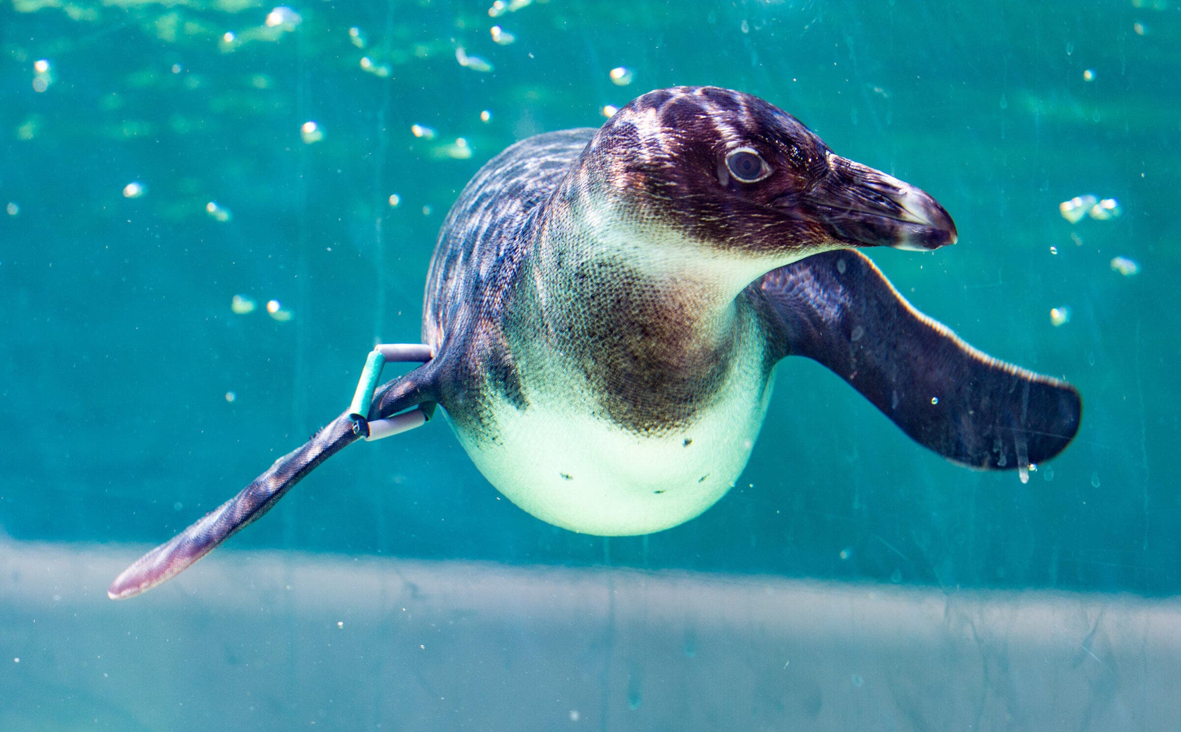 Family Day at the Zoo with Roman Vacations in Rome