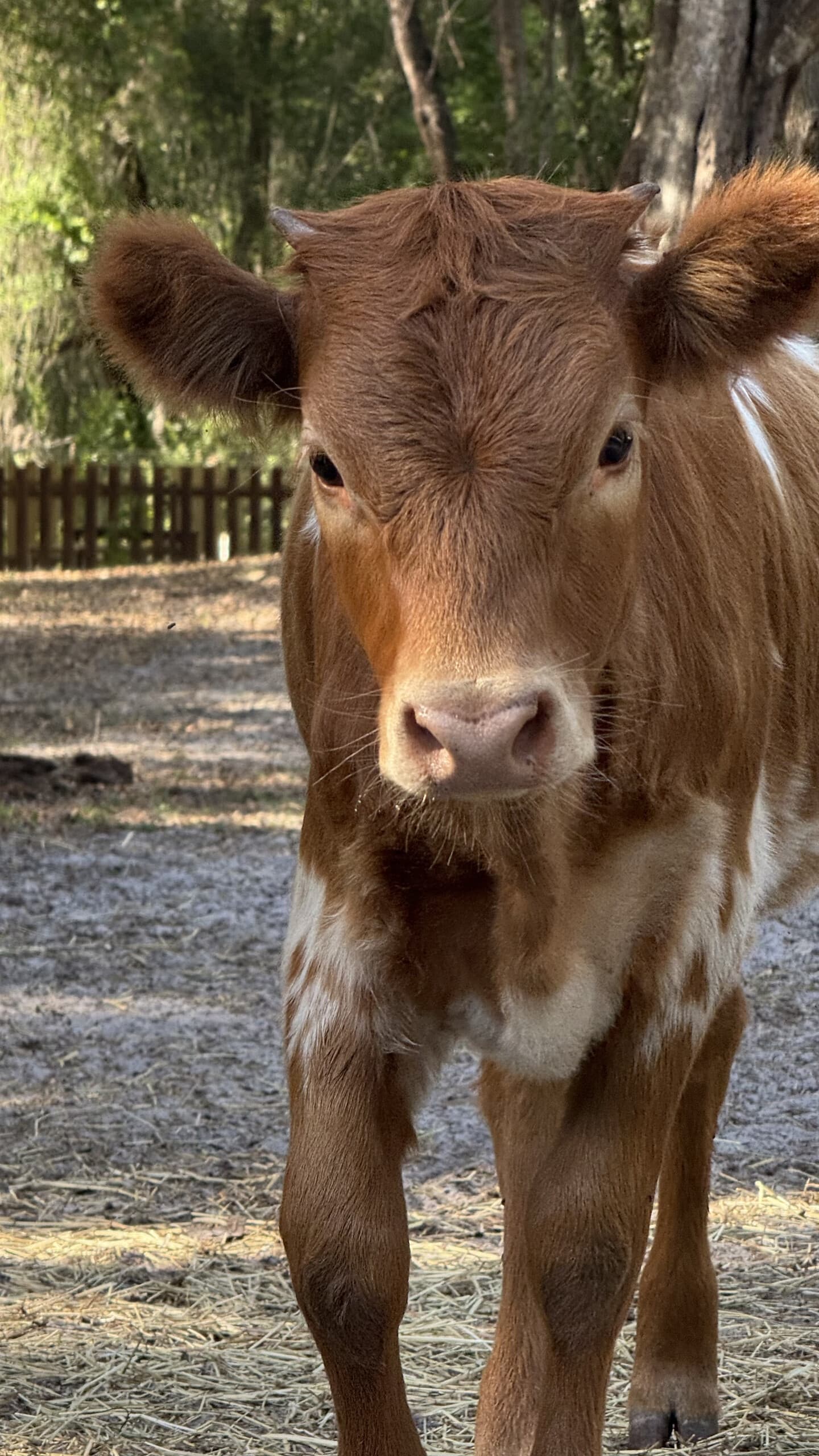WaffleFamily Farm Visit: A Relaxed Family Day on a Hudson, Florida Farm
