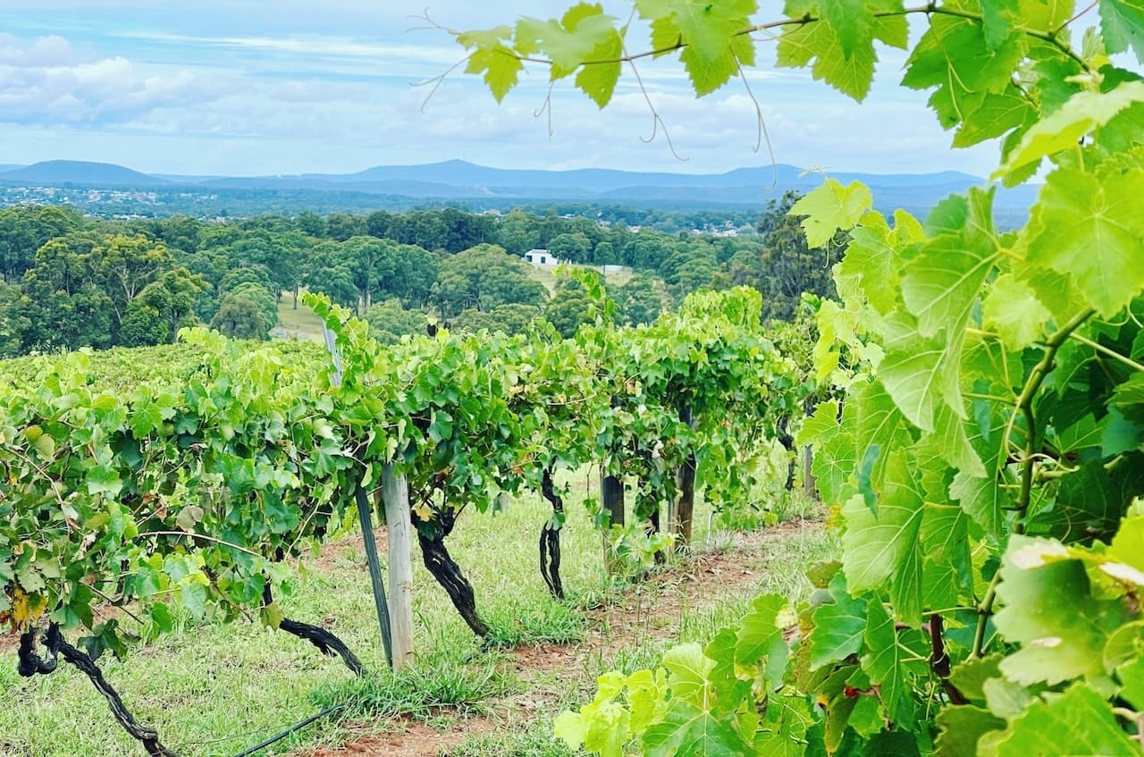 Wine & Vineyard Adventure with Todd Tours in Hunter Valley