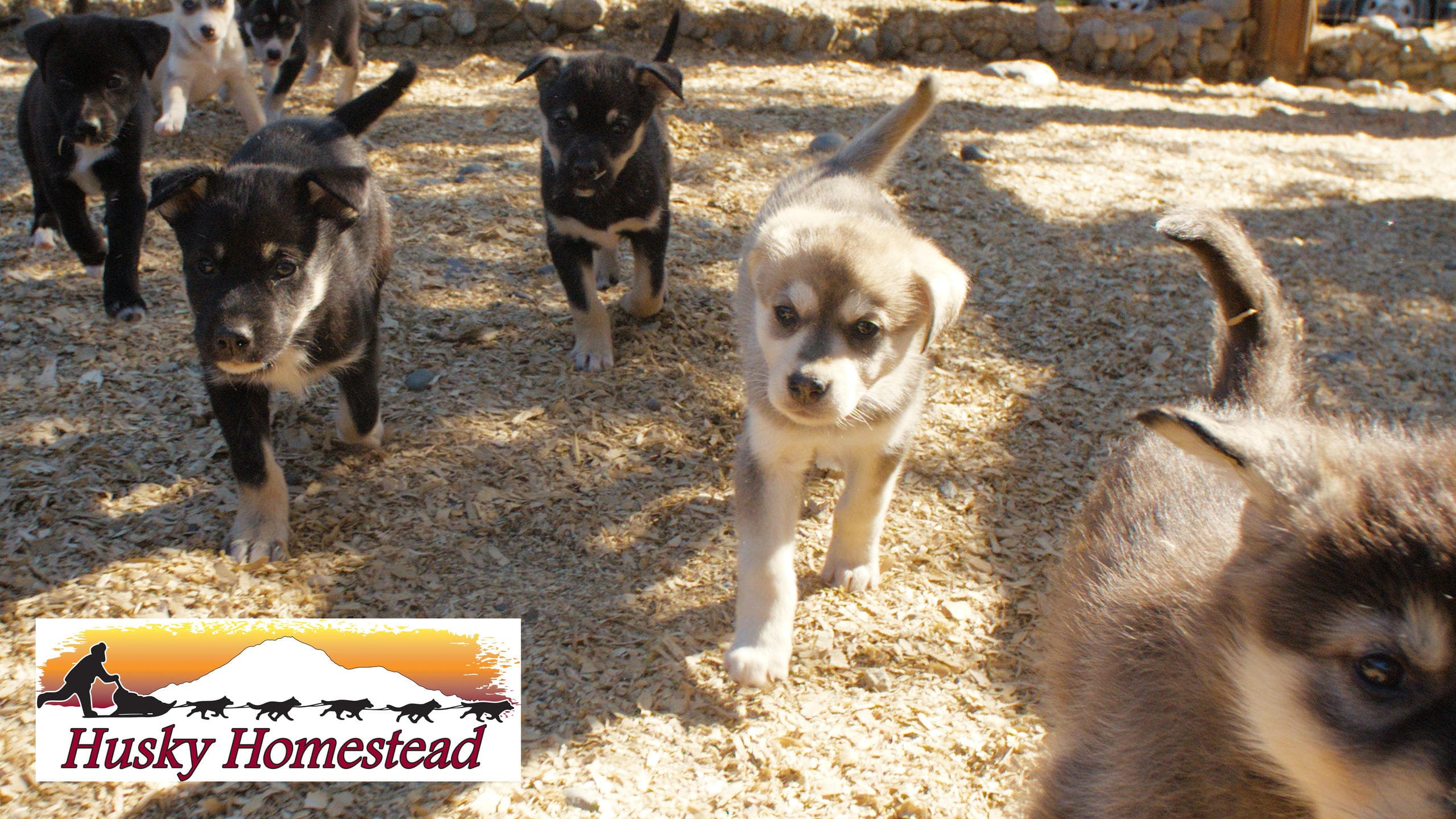 Husky Homestead Tour in Denali Park: Meet Alaska’s Iditarod Champions