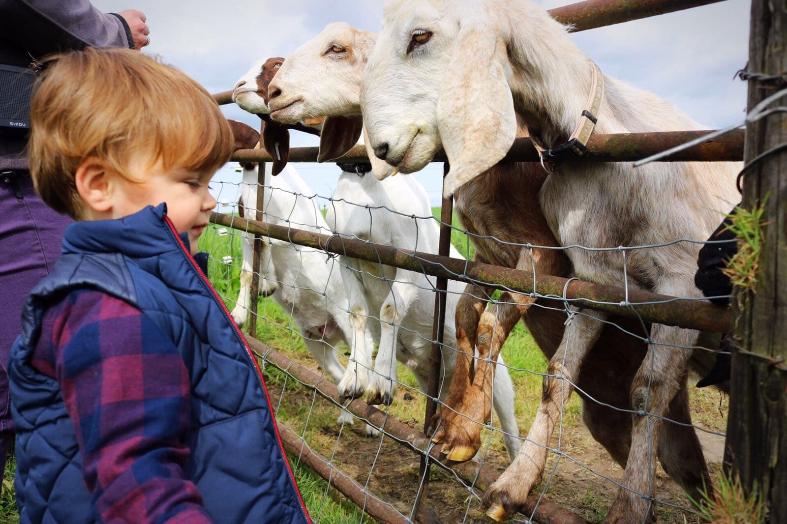 Muddy Explorers Spring — Hands-On Homeschool Farm Sessions in Inverarity, Scotland