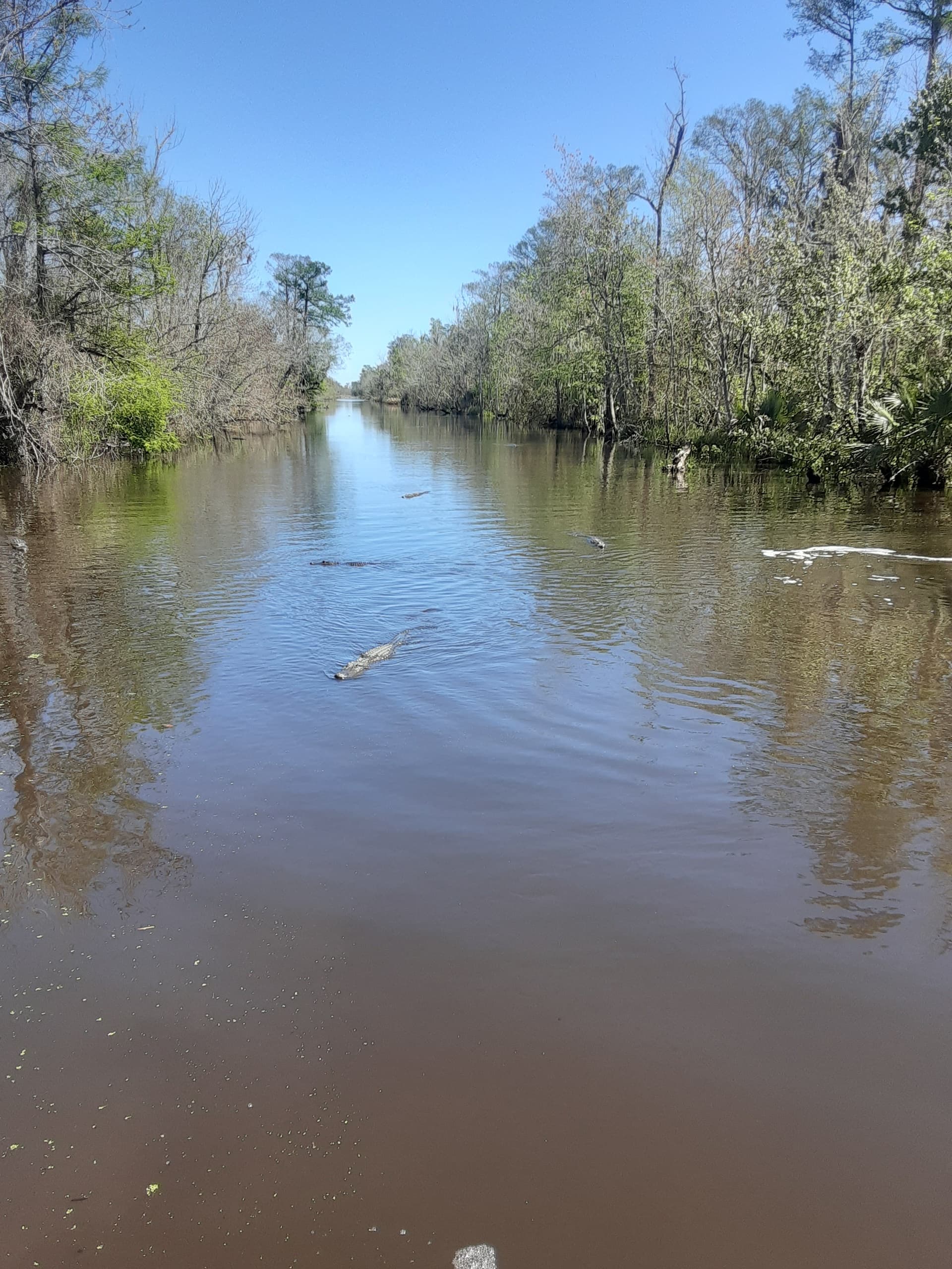 Quiet bayou waterway with trees and reflections, swamp paddling