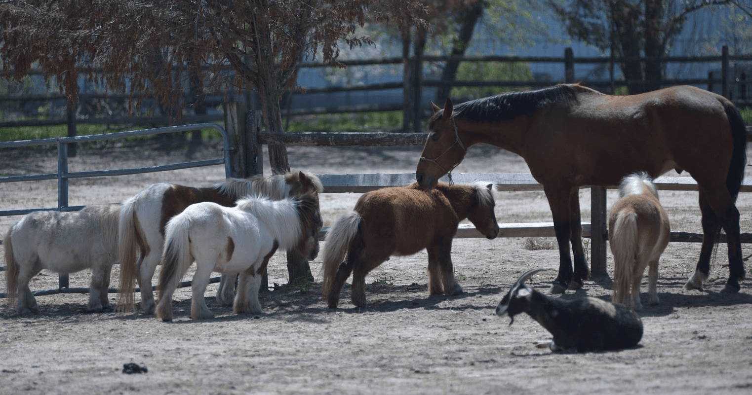 Horses and ponies grazing in sunlit pasture at rescue ranch