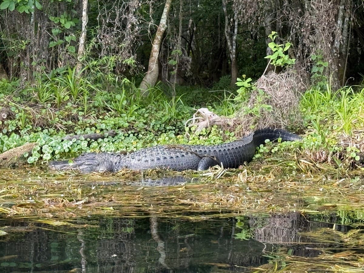 Paddle with Manatees: Silver Springs Eco Tour — Guided Two-Hour Wildlife Paddle