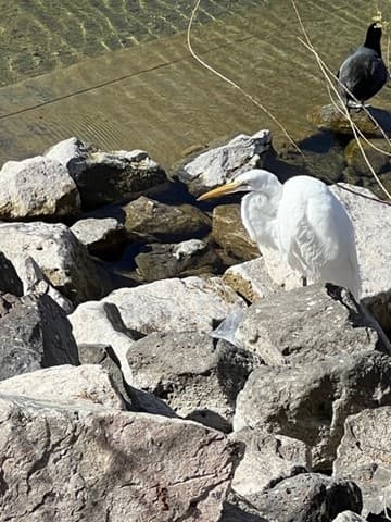 Hoover Dam Raft Tour: Black Canyon Bird Photography from River Level photo 4