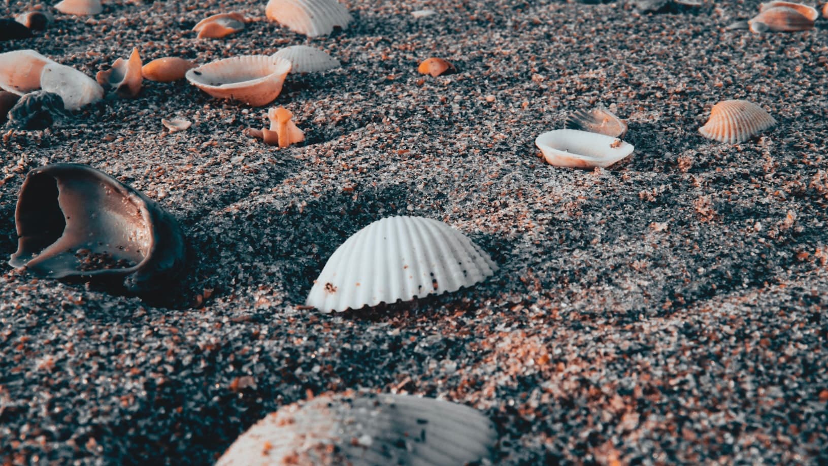 Water Activities with Capt. Charlie’s Adventures in Secluded Beaches
