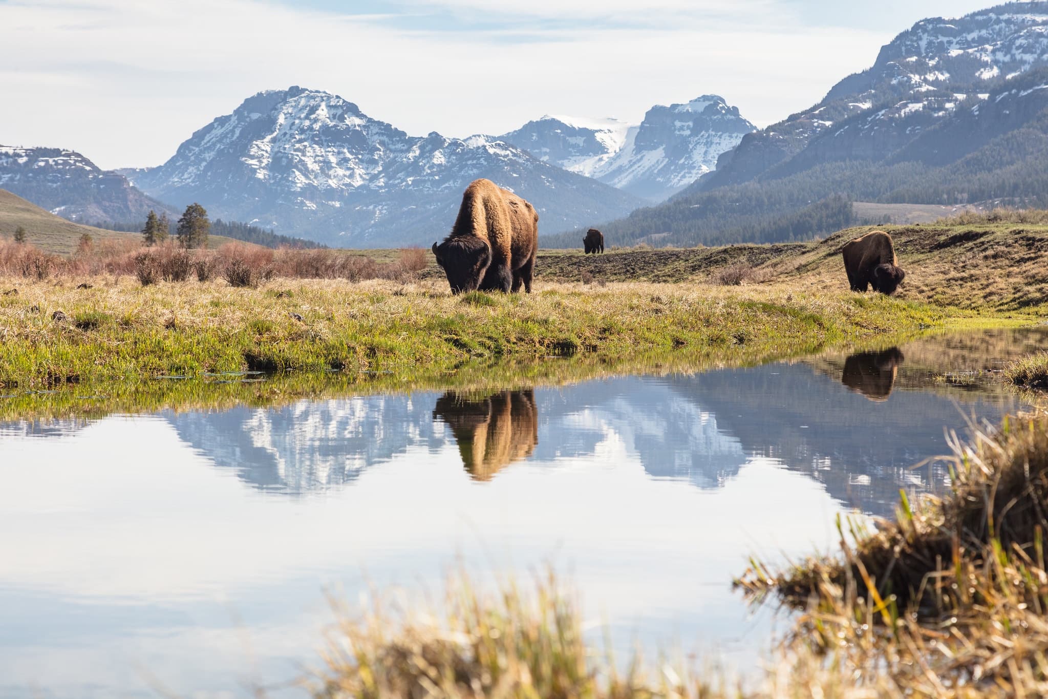 Wildlife Viewing with Yellowstone Recreation Company in Gardiner