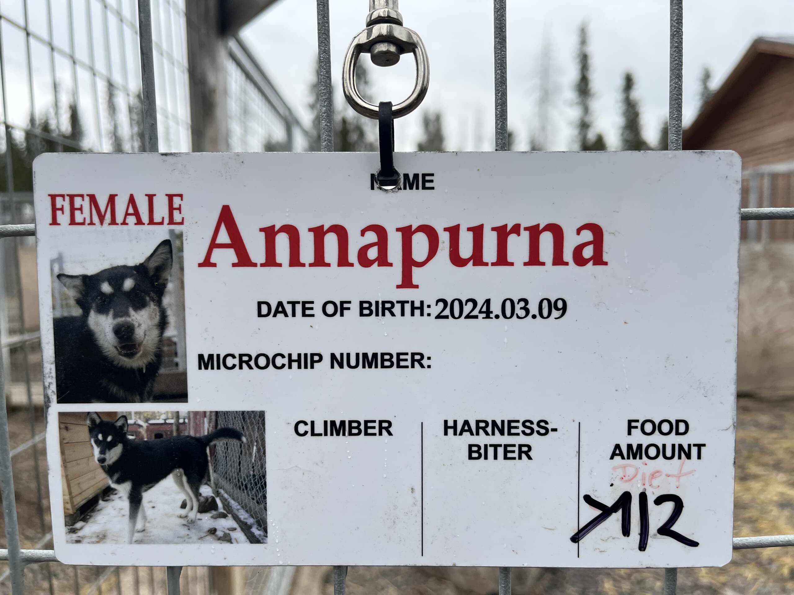 Arctic Kennel Visit in Kiruna: Meet Huskies, Kåta Coffee & Dog Sled Traditions photo 3