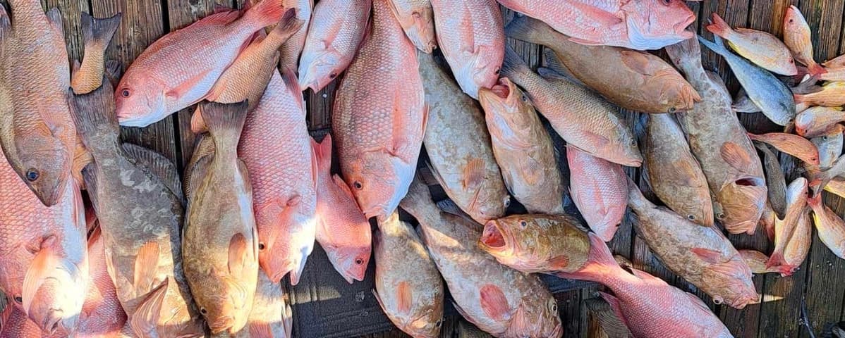 Mixed catch of snapper and reef fish piled on boat deck after trip