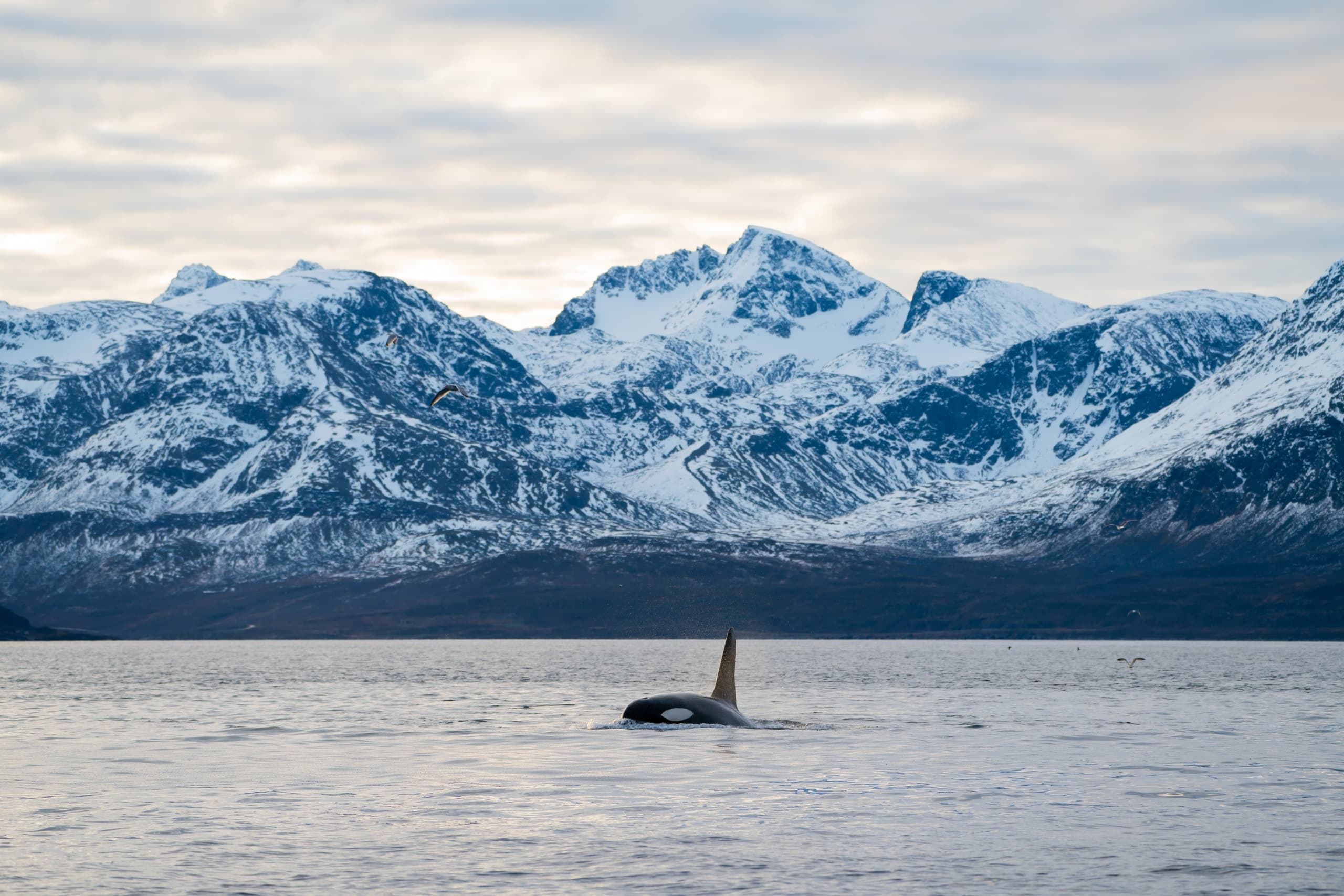 Private Whale Watching Cruise in Tromsø: Experience Orcas and Humpbacks on a Luxury Arctic Yacht