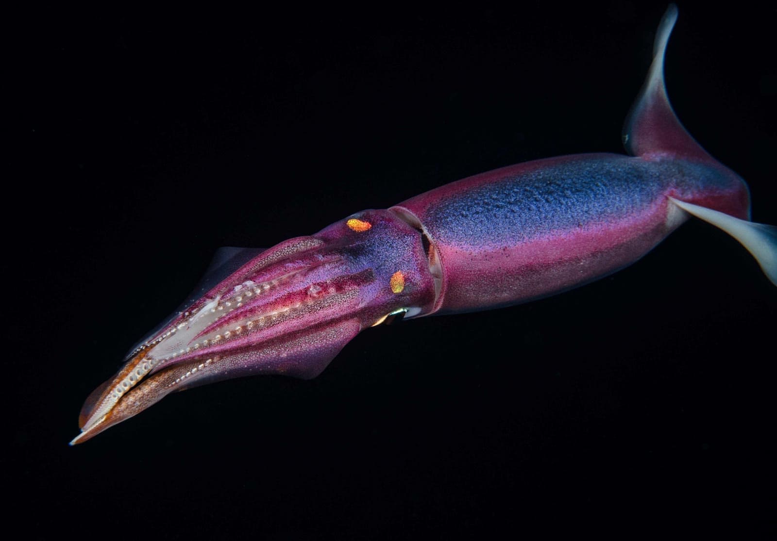 Private Blackwater Diving Adventure in Kailua-Kona
