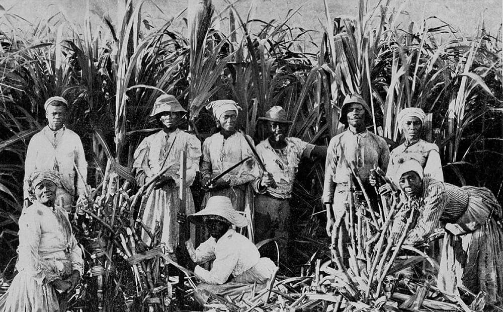 Historic sugarcane field workers posed in dense plantation outdoors