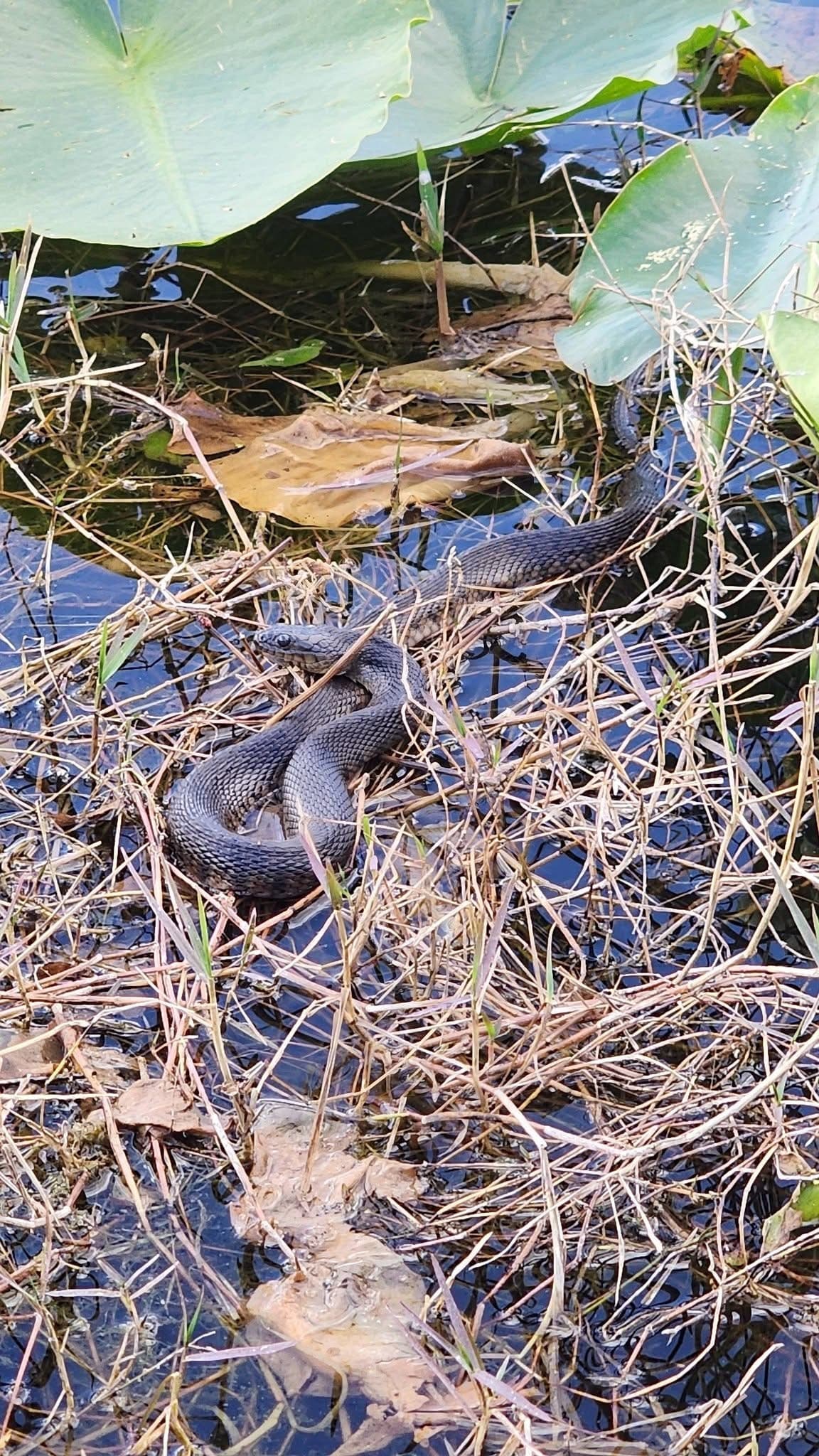 Lake Pierce Airboat Adventure: Wild Alligators and Private Florida Waterways photo 3