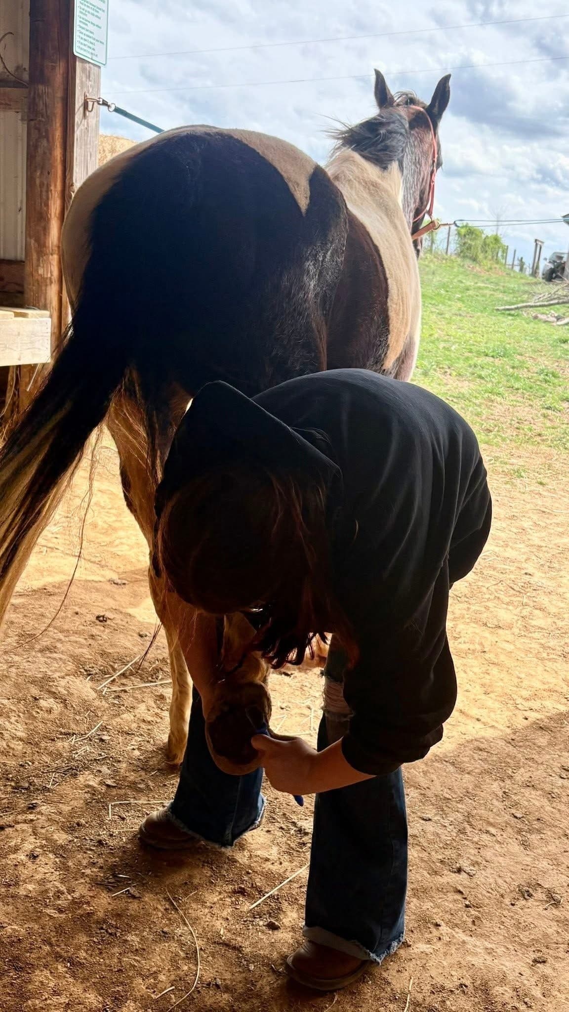 Two-Hour Western Horsemanship Lessons in Park City, KY photo 3