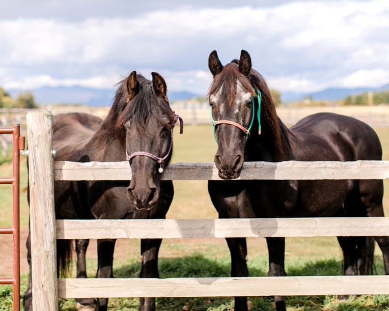Two pasture horses standing at wooden fence with fields