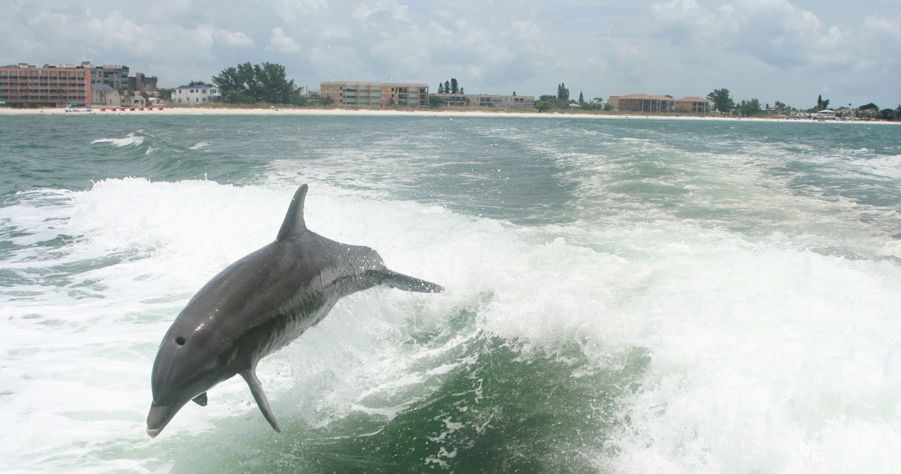 Dolphin Viewing with St. Pete Boat Tours in St. Petersburg